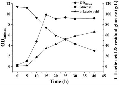 Time-resolved transcriptomic and proteomic profiling of Heyndrickxia coagulans during NaOH-buffered L-lactic acid production